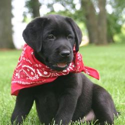 lab pup in black on the grass.jpg
