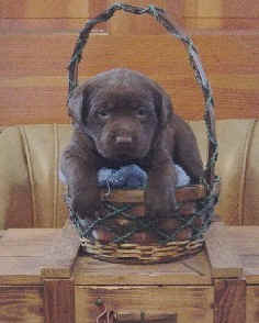 lab pup in chocolate color.jpg
