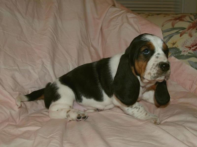 Basset puppy on bed
