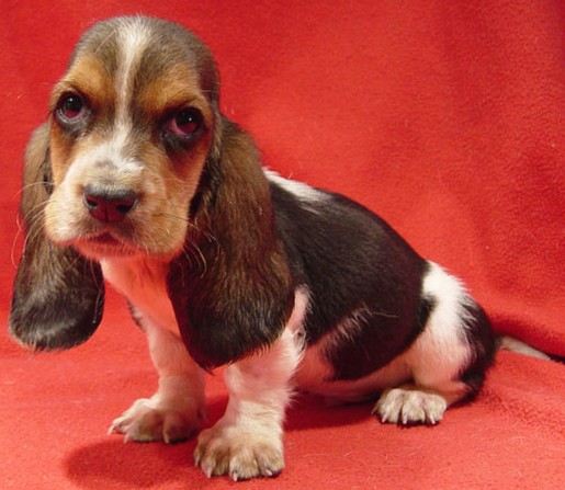 unhappy looking Basset puppy
