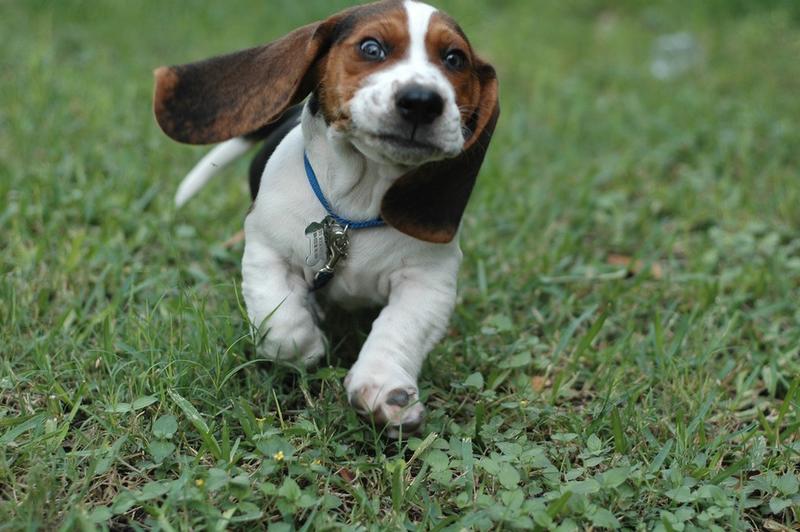 funny looking Basset puppy on running

