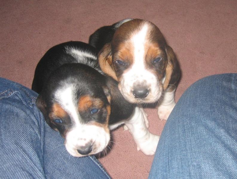 two Basset puppies
