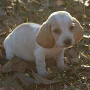 picture of small Basset puppy
