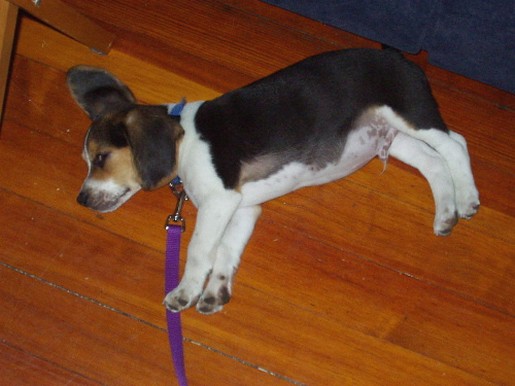 Basset puppy sleeping on hard wood floor
