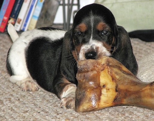 Basset puppy biting big bone
