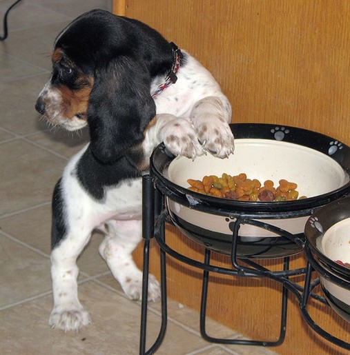 Basset puppy finishs eating
