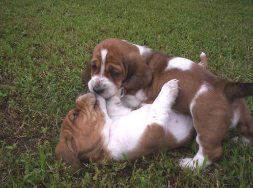 two Basset puppies playing

