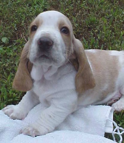 playful Basset puppy in light tan and white

