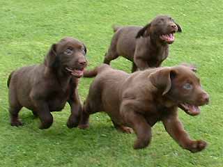 lab puppies running_chocolate.jpg
