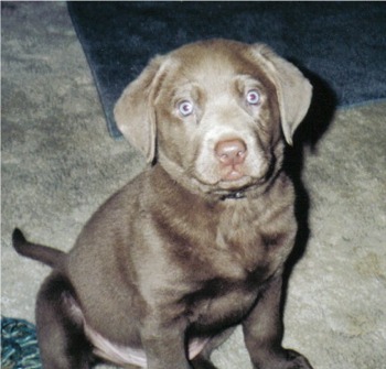 lab puppy in brown.jpg
