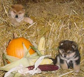 farm Shiba Inu puppies.jpg
