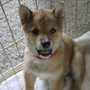 white, black and grey Shiba Inu puppy.jpg (10 comments)