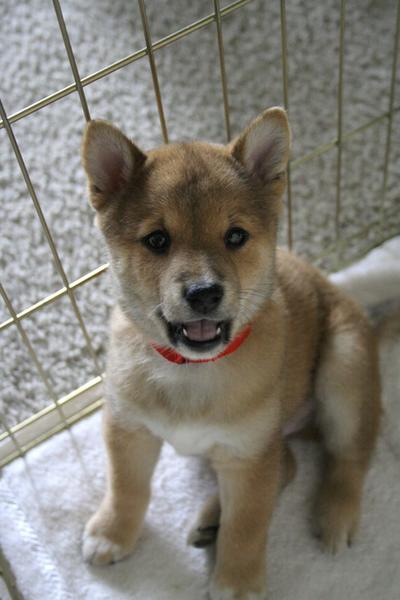 image of Shiba Inu puppy.jpg
