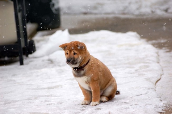 only Shiba Inu puppy in snow.jpg
