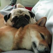 Shiba Inu dog with its friend relaxing in bed.jpg
