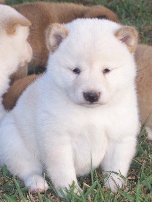 Shiba Inu White Puppy