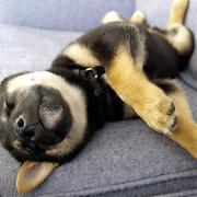 Shiba Inu puppy sleeping fun on the coach_adorable puppy picture.jpg
