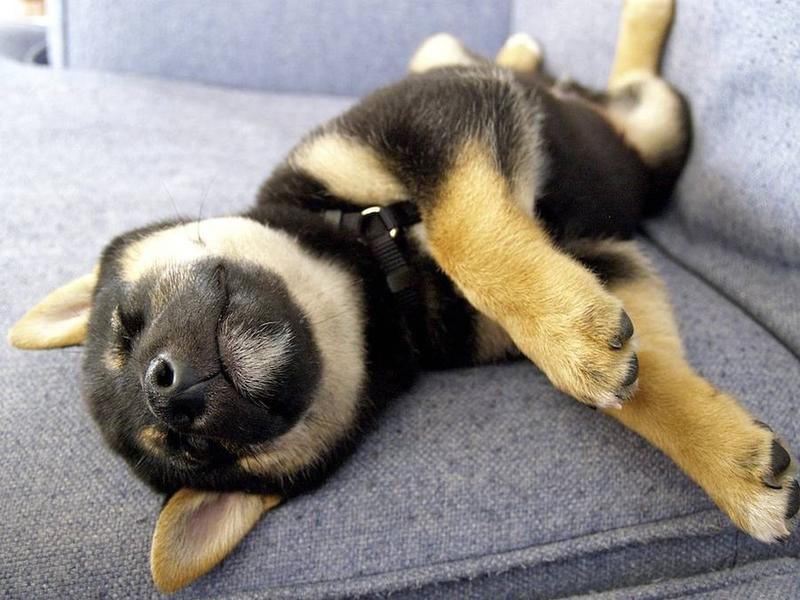 Shiba Inu puppy sleeping fun on the coach_adorable puppy picture.jpg
