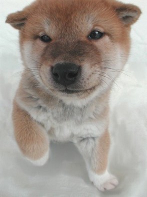 shibainu puppy.jpg
