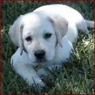 Labrador Retreiver pup.jpg

