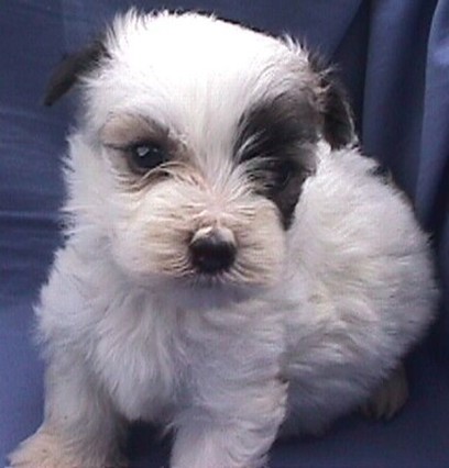 white with black dots puppy.jpg
