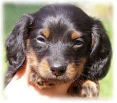 puppy in black and tan with big ears.jpg
