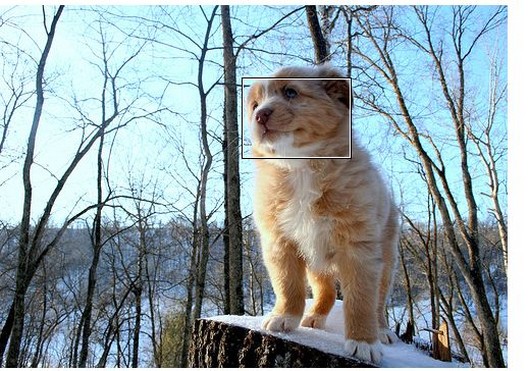 a Australian shepherd puppy in the cold nature.jpg
