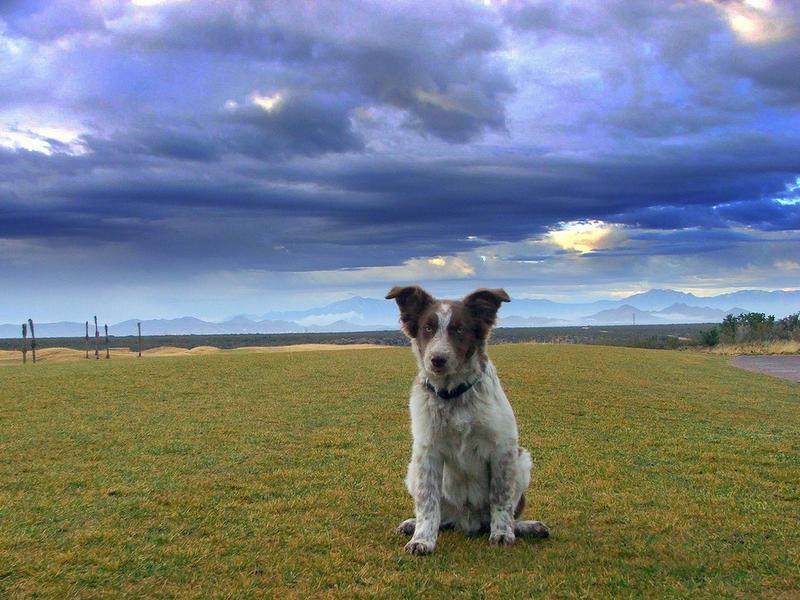 a Australian Shepherd puppy post.jpg
