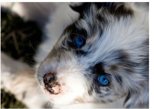 Australian Shepherd pup with the bluest eyes.jpg
