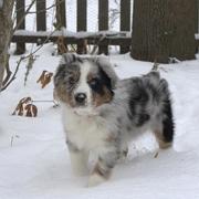 Australian Shepherd puppy in the cold nature with thick snow on the ground.jpg
