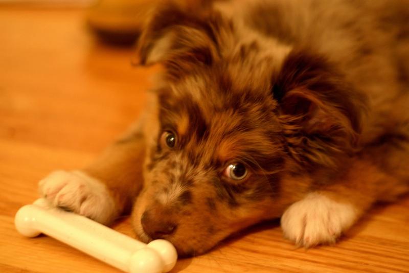 Australian Shepherd puppy playing with its toy bone.jpg
