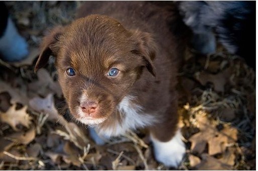cute brown Australian Shepherd puppy in nature.jpg
