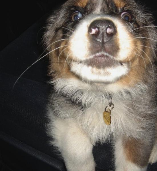 funny picture of Australian Shepherd puppy face very close up.jpg
