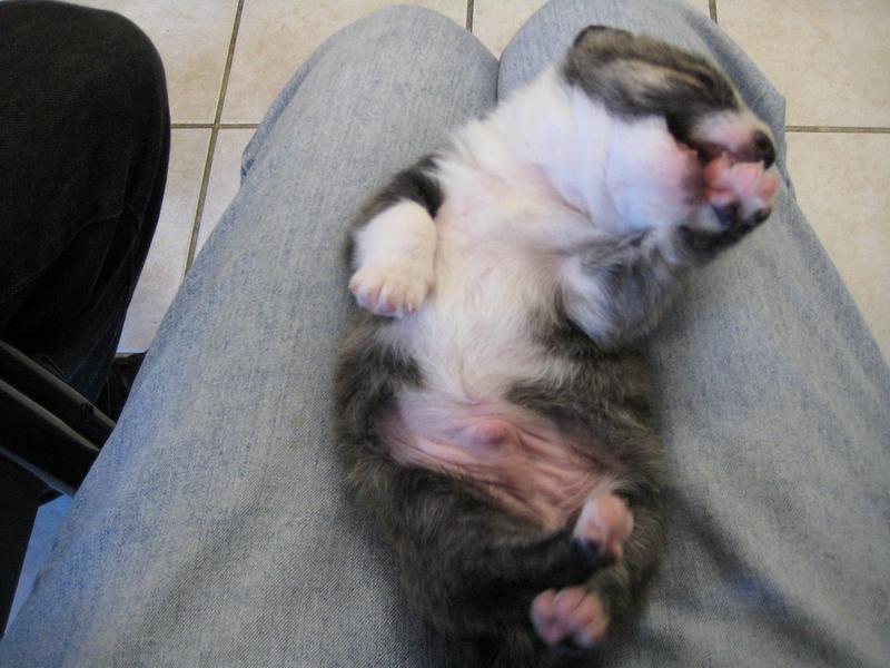 newborn Australian Shepherd puppy picture.jpg
