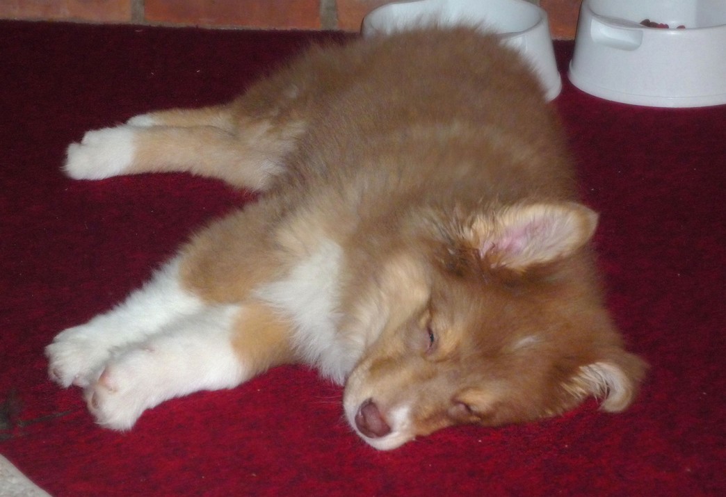 sleeping Australian Shepherd pup.jpg
