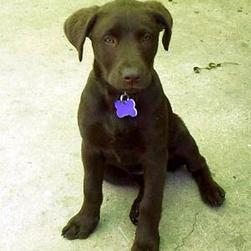 labrador pup in dark chocolate.jpg
