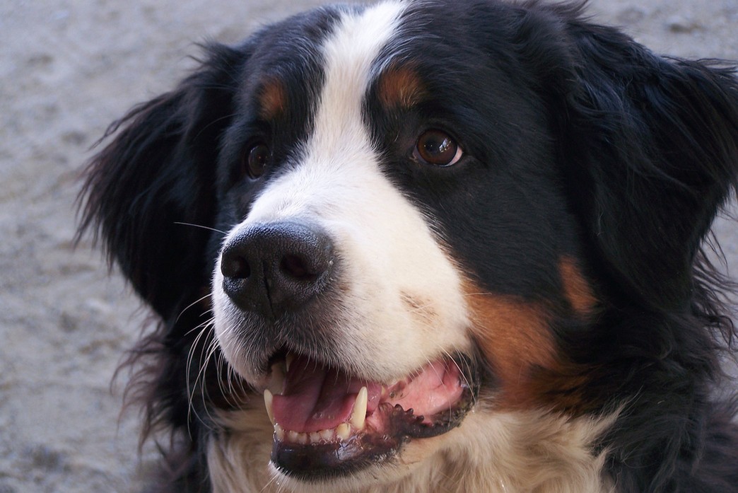 Bernese Mountain Dog face.jpg
