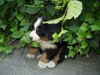 Bernese Mountain puppy hidding in the bush.jpg
