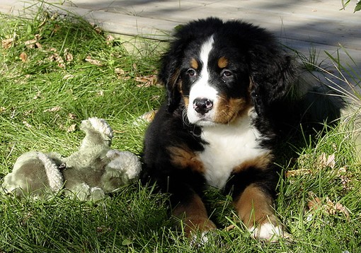 Bernese Mountain puppy on the grass next to the toy.jpg
