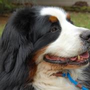 Bernese Mountain puppy picture close up - Copy.jpg
