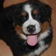 Bernese Mountain puppy with a fun look on the dacve - Copy.jpg
