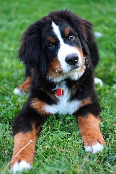 Bernese Mountain puppy with cute face expression.jpg Hi-Res 720p HD