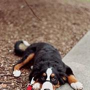 Bernese Moutain dog puppy image.jpg
