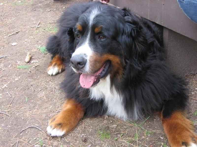 big Bernese Mountain puppy pict - Copy.jpg
