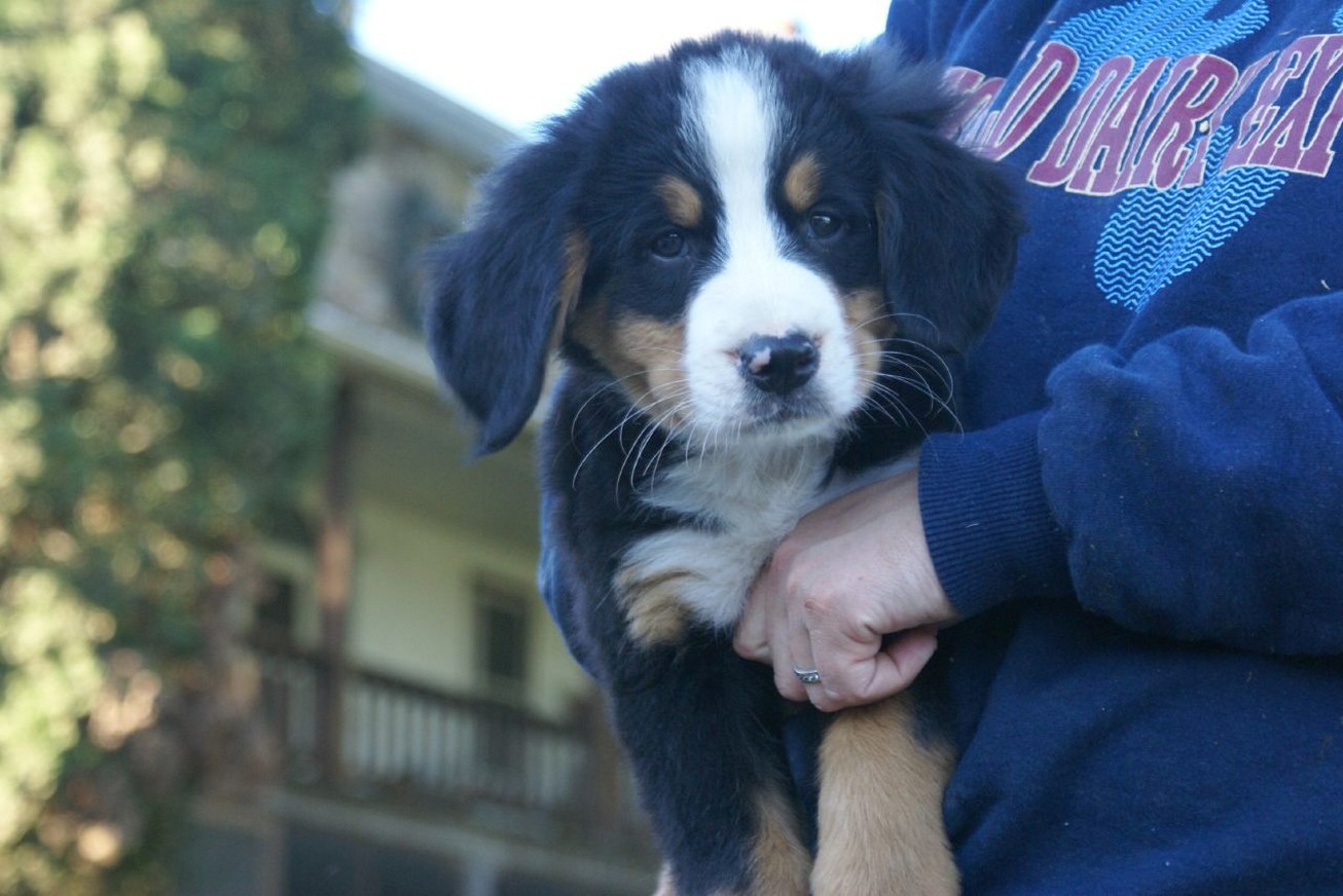 cute looking Bernese Mountain puppy.jpg
