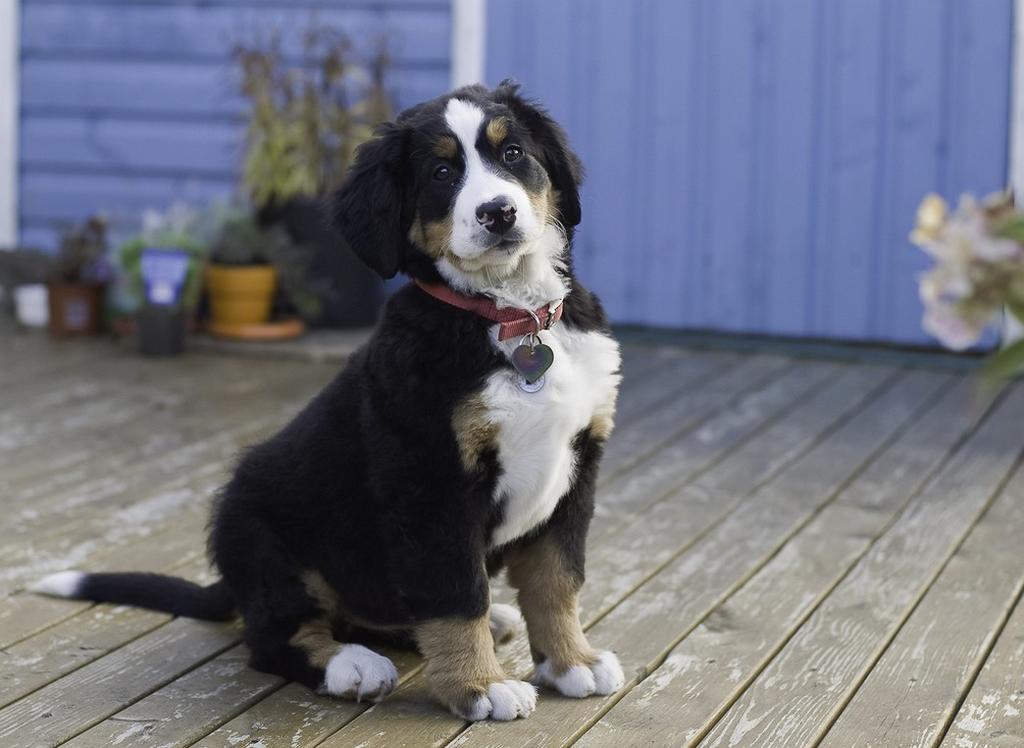 elegant looking Bernese Mountain pup.jpg
