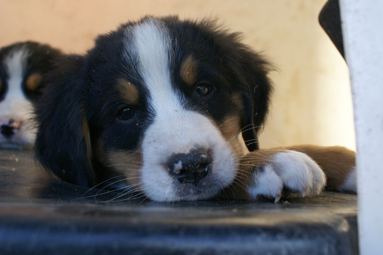 photo of Bernese Mountain puppies.jpg
