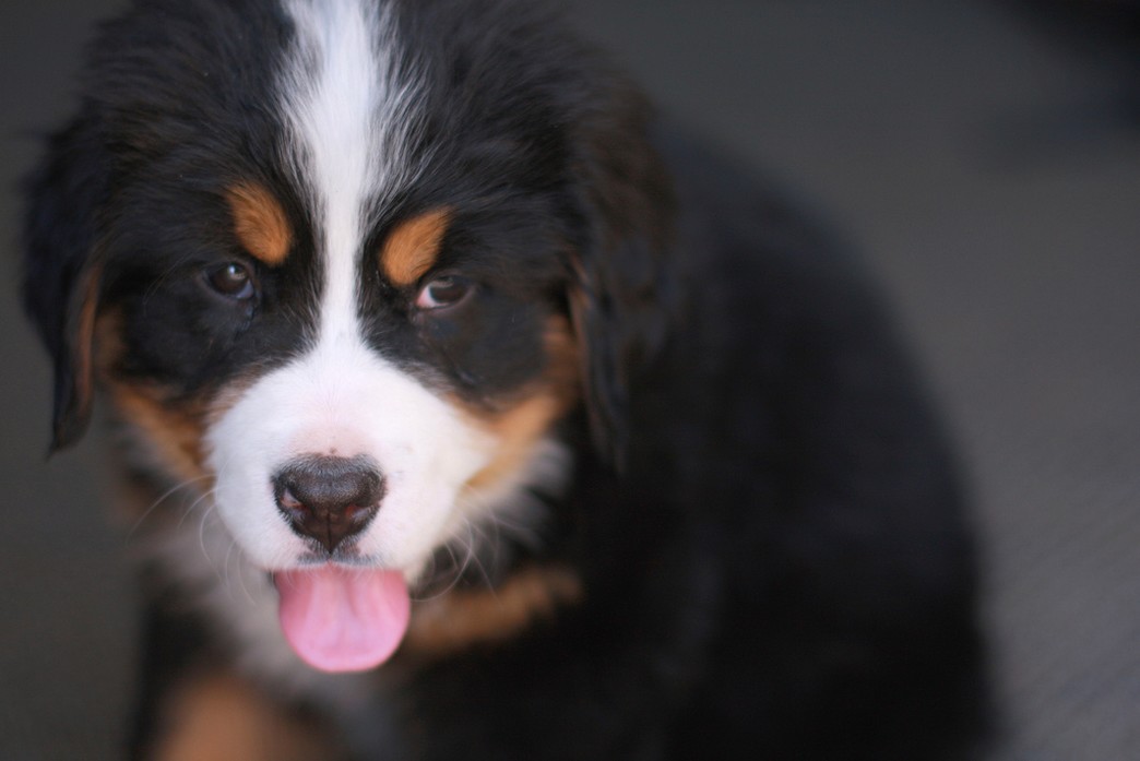 photos of Bernese Mountain puppy.jpg
