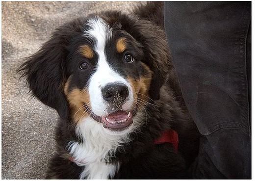 pretty looking bernese pup.jpg
