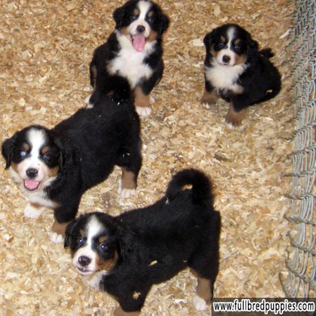 three cute Bernese Mountain puppies photos.jpg
